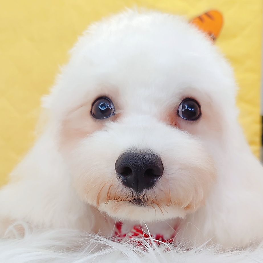 Maltipoo 马尔泰迪