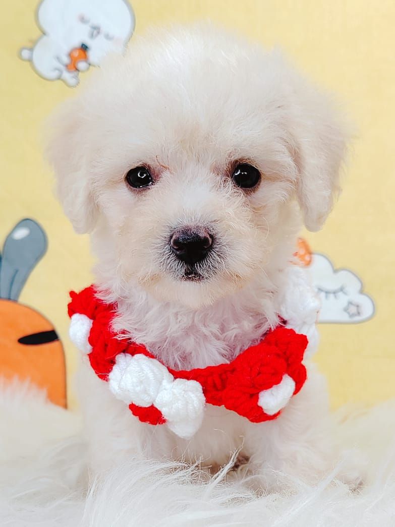 Poodle 娉拌开璐靛
