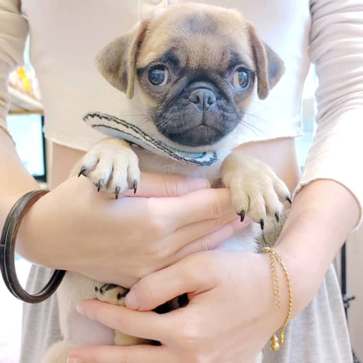 Pug 巴哥