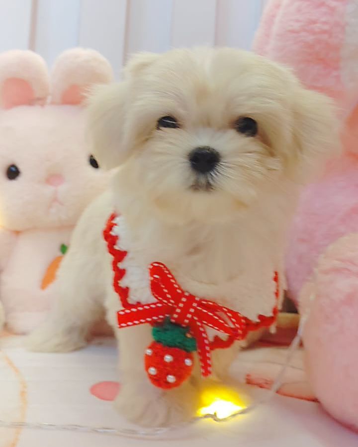 Maltese 马尔济斯
