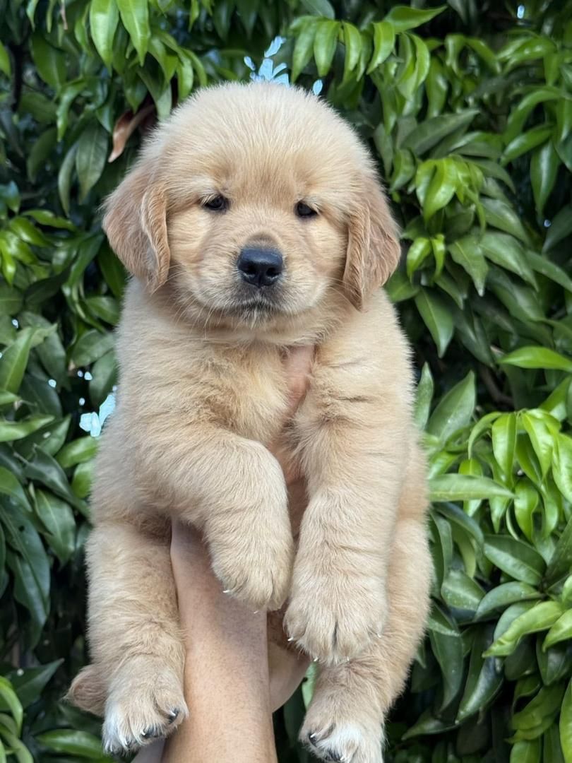 Golden Retriever 黄金猎犬