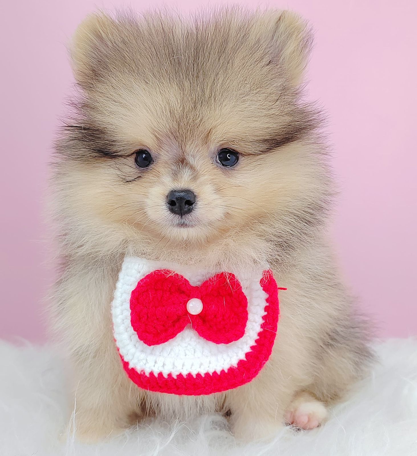 Pomeranian 博美