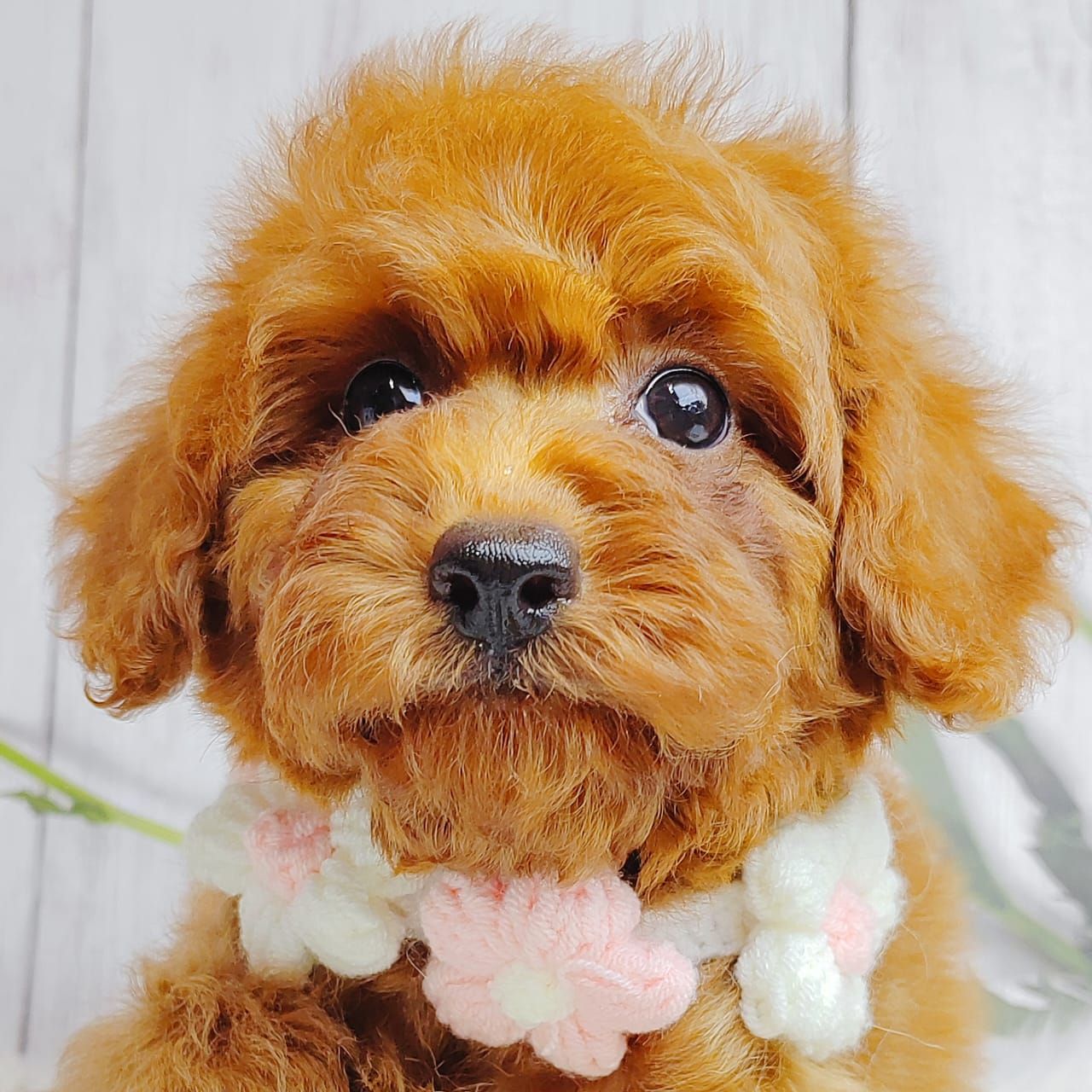 Poodle 娉拌开璐靛