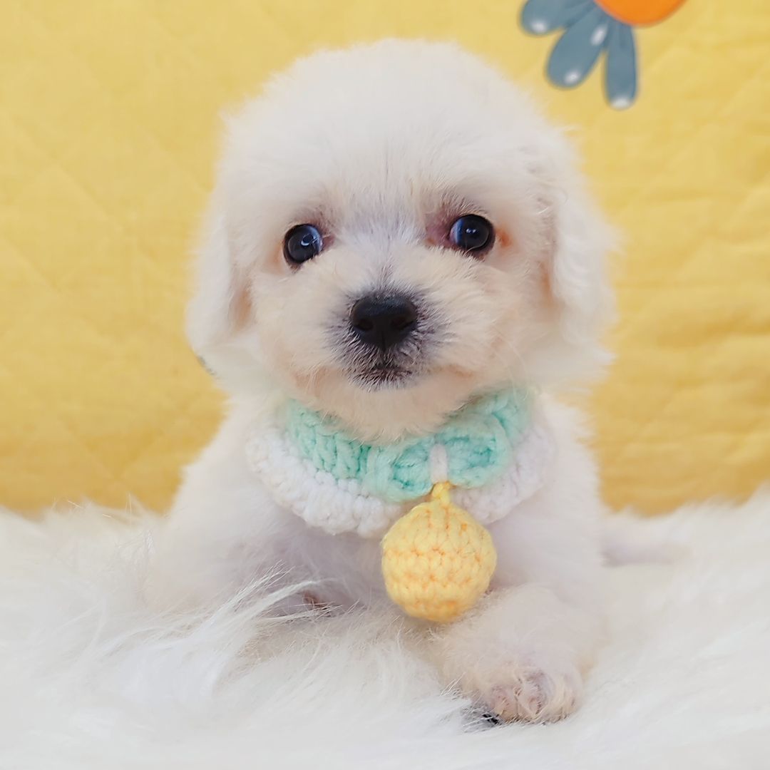 Bichon Frise 比熊