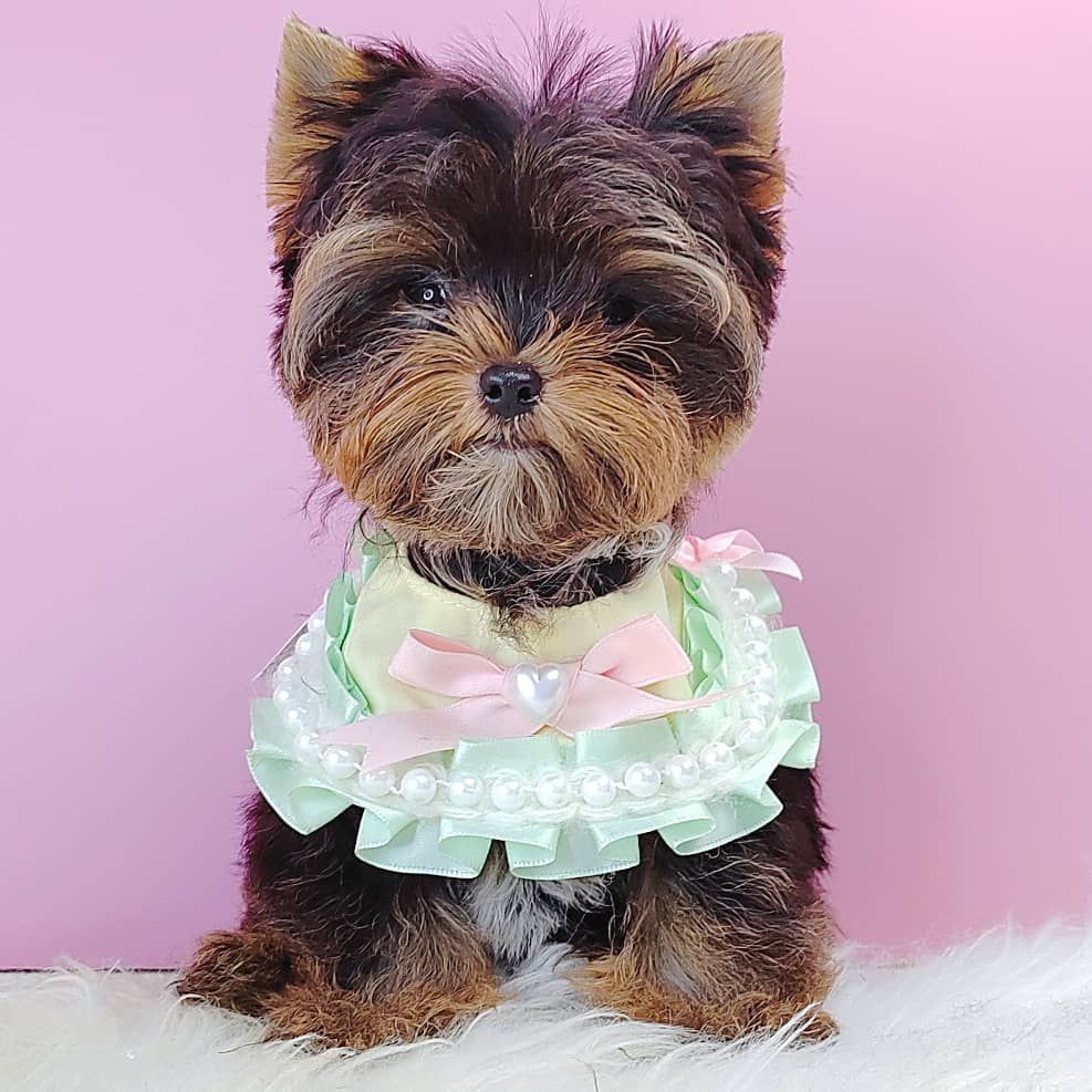 Yorkshire Terrier 约克夏