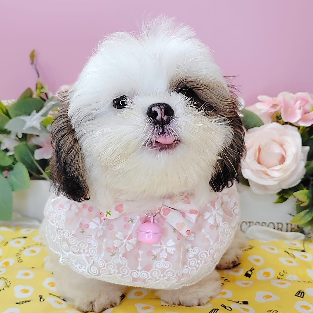 Shih Tzu 西施