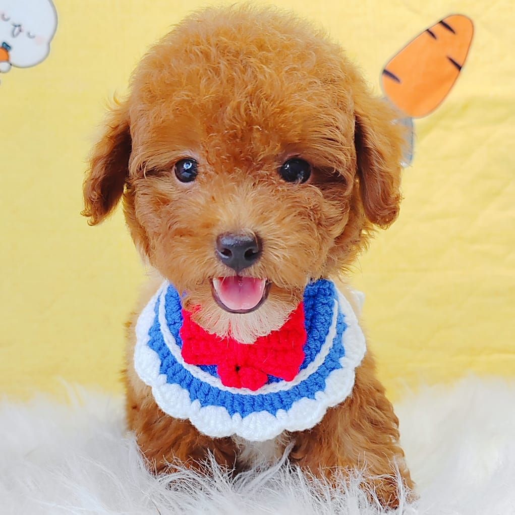 Poodle 娉拌开璐靛