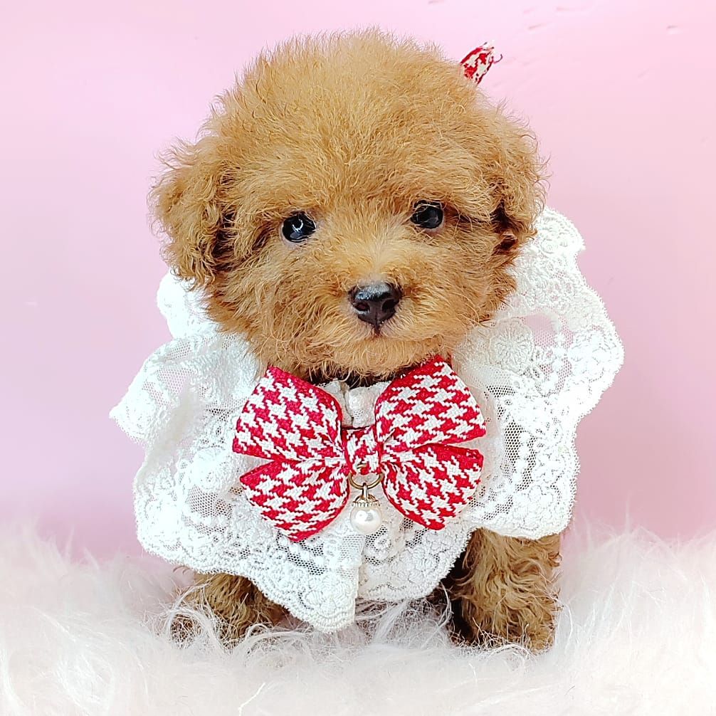 Poodle 娉拌开璐靛