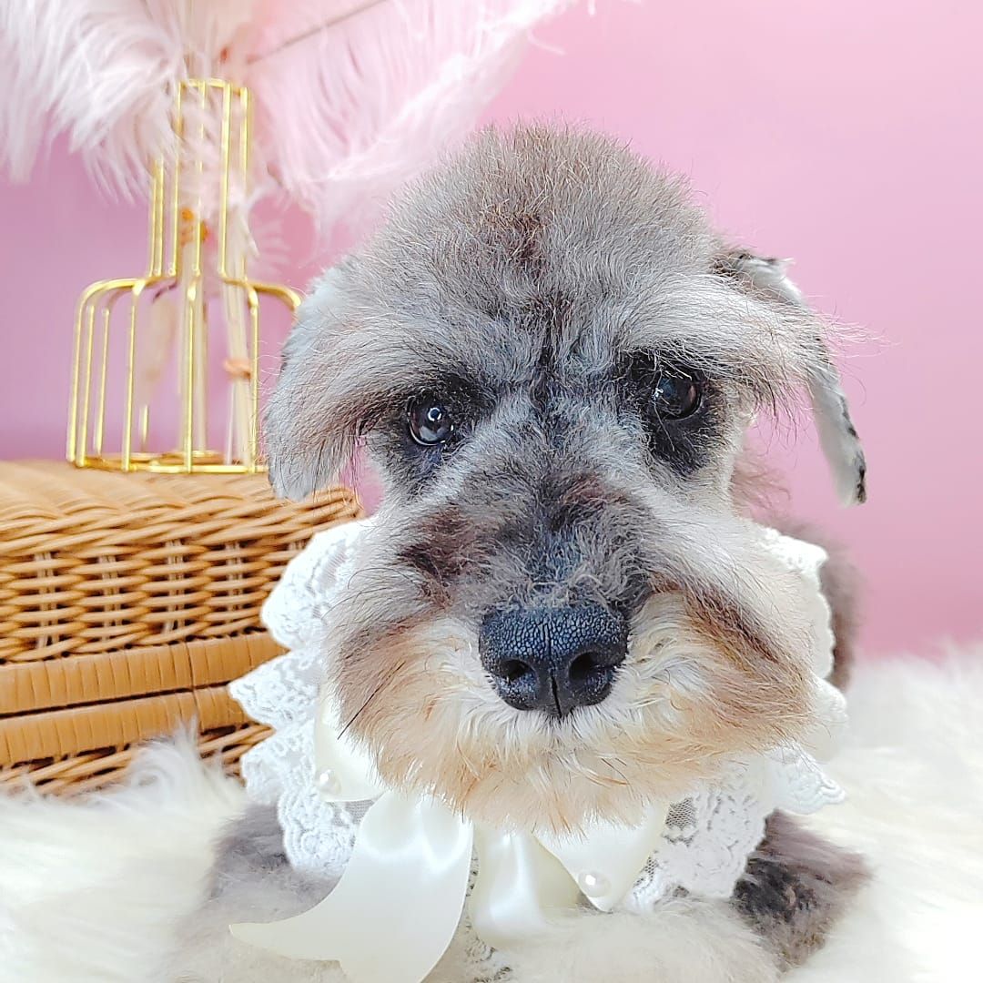 Schnauzer 雪纳瑞