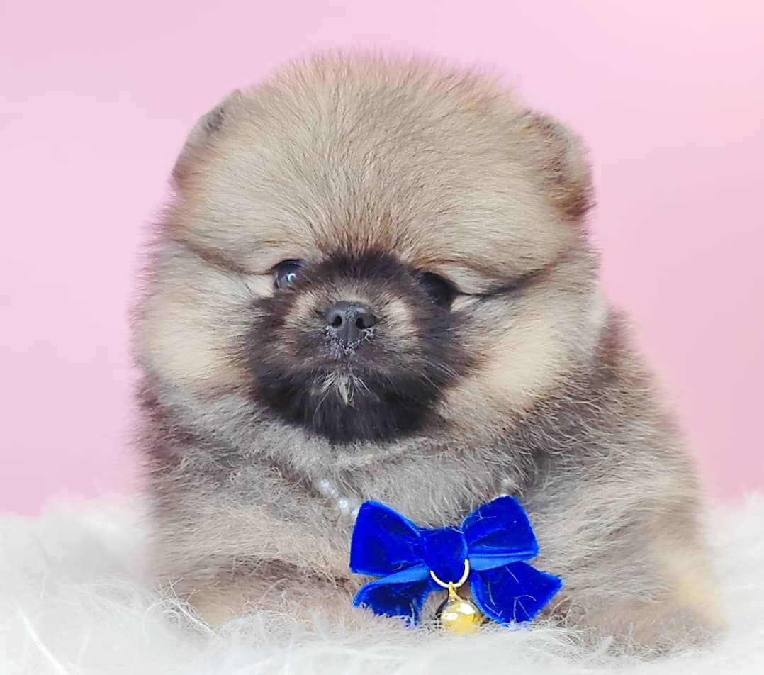 Pomeranian 博美