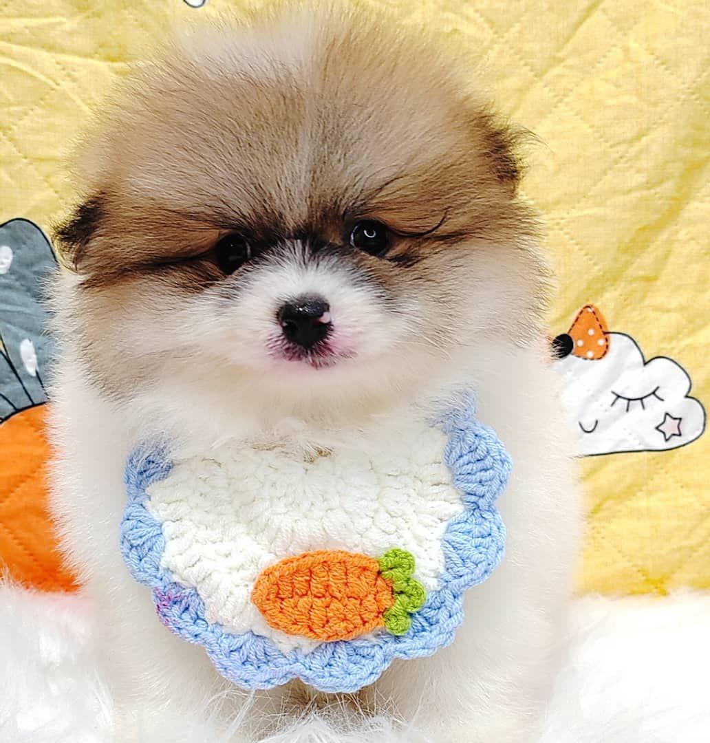 Pomeranian 博美