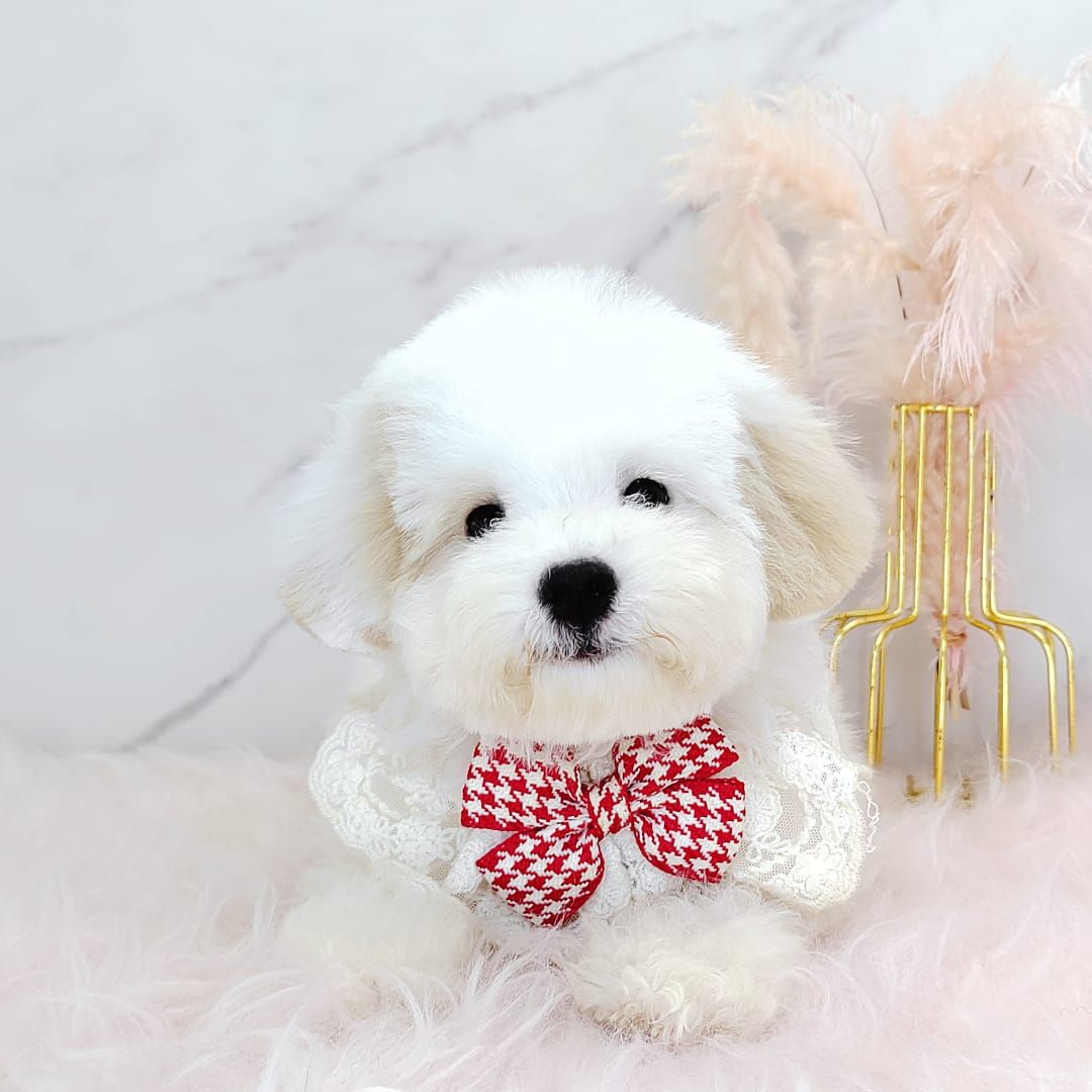 Maltipoo 马尔泰迪