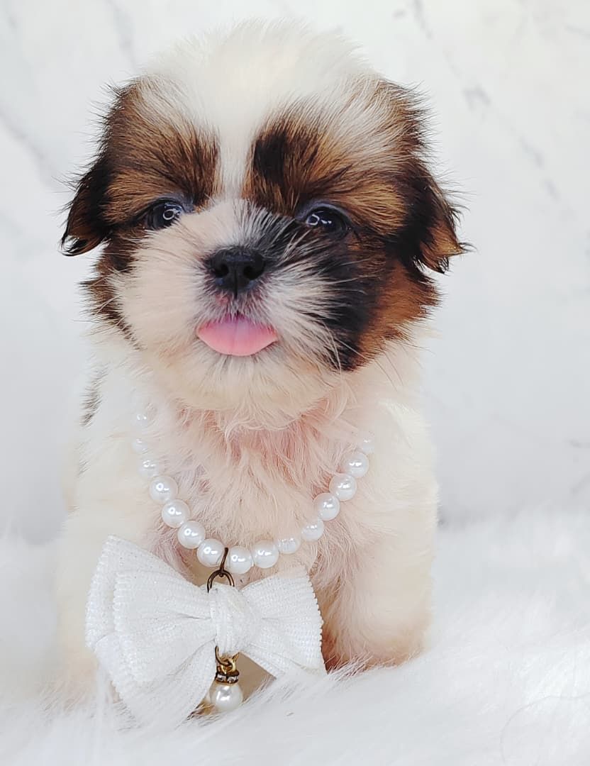 Shih Tzu 西施