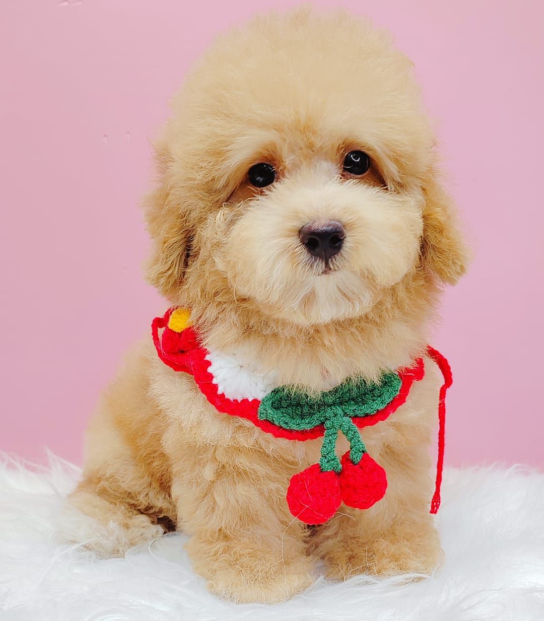 Poodle 娉拌开璐靛