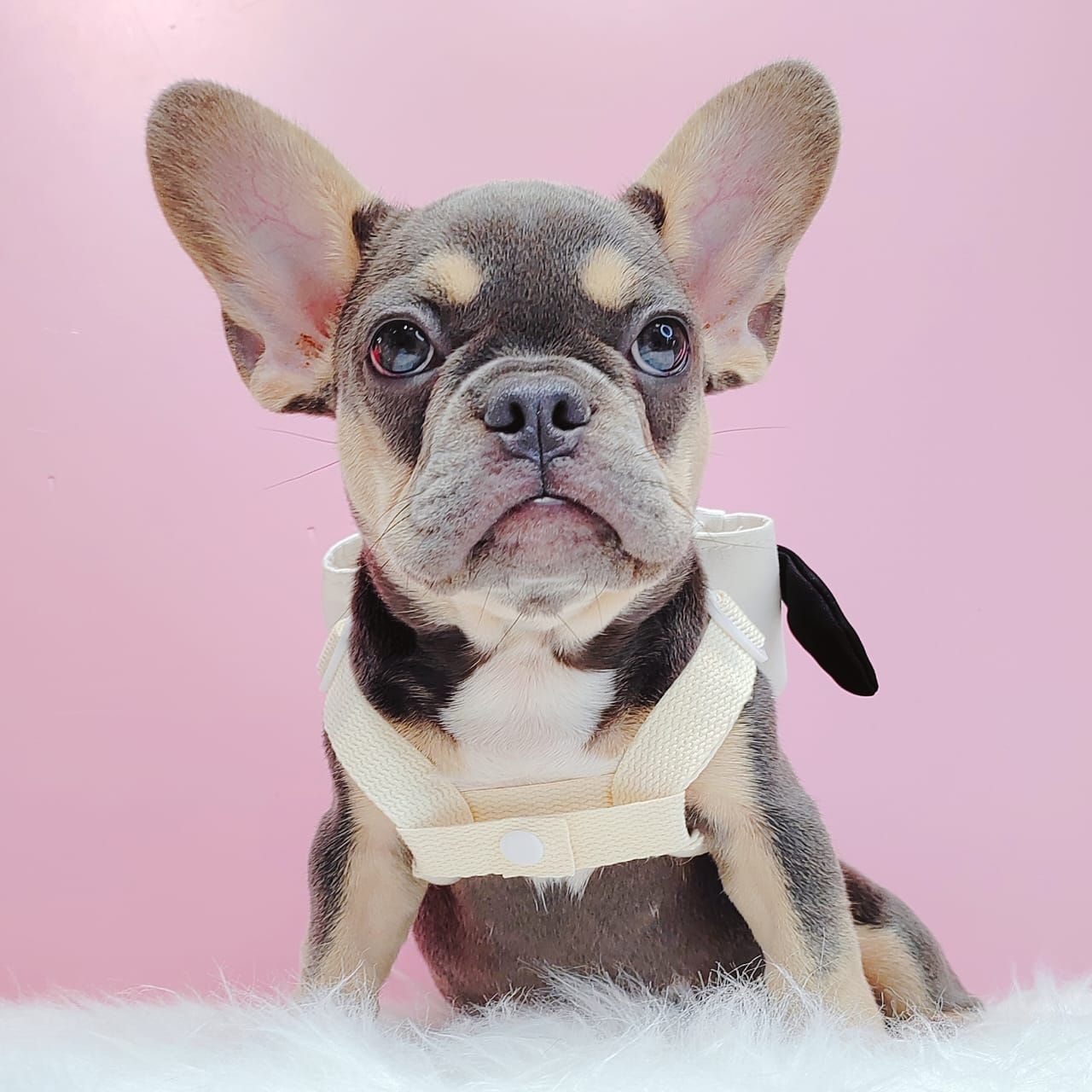French Bulldog 法斗