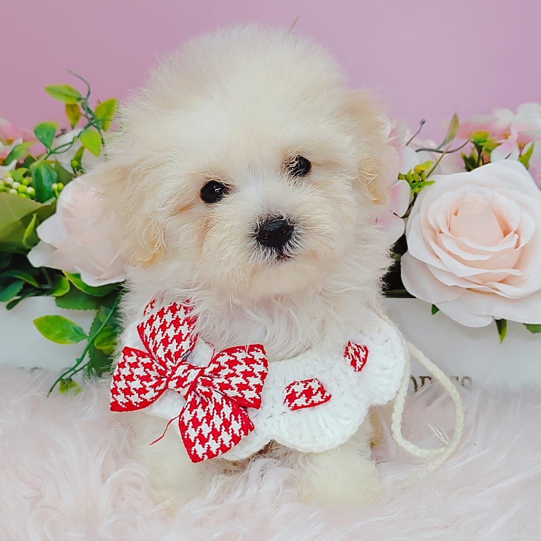 Bichon Frise 比熊