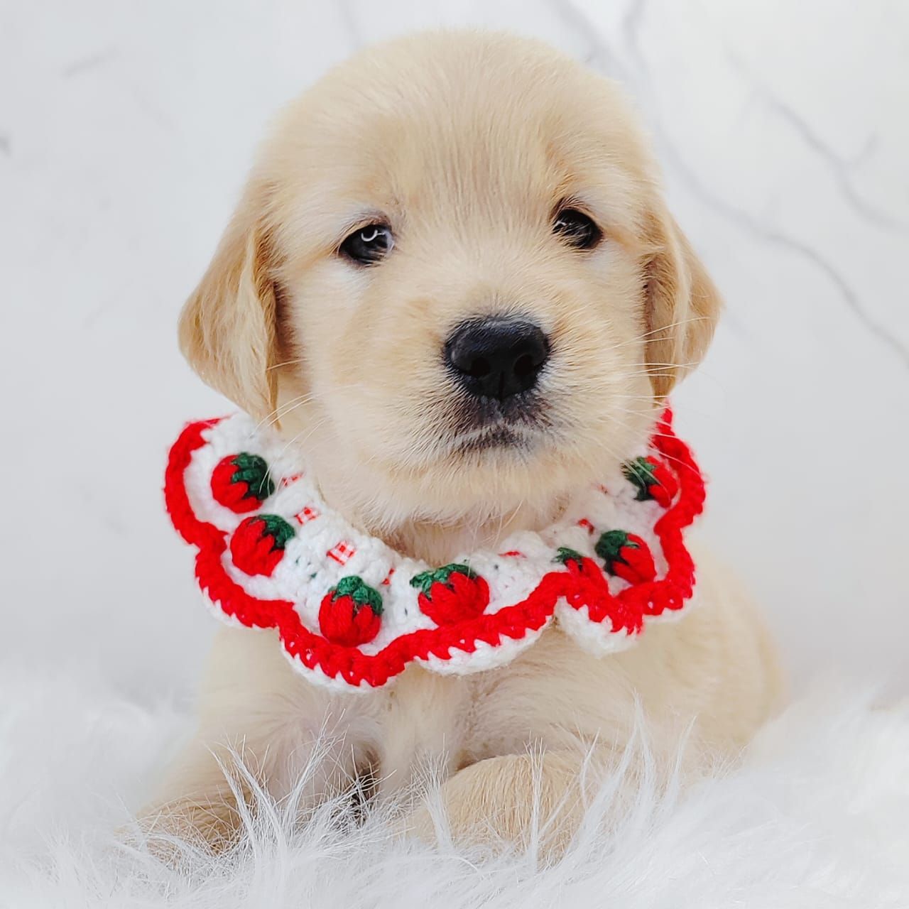 Golden Retriever 黄金猎犬