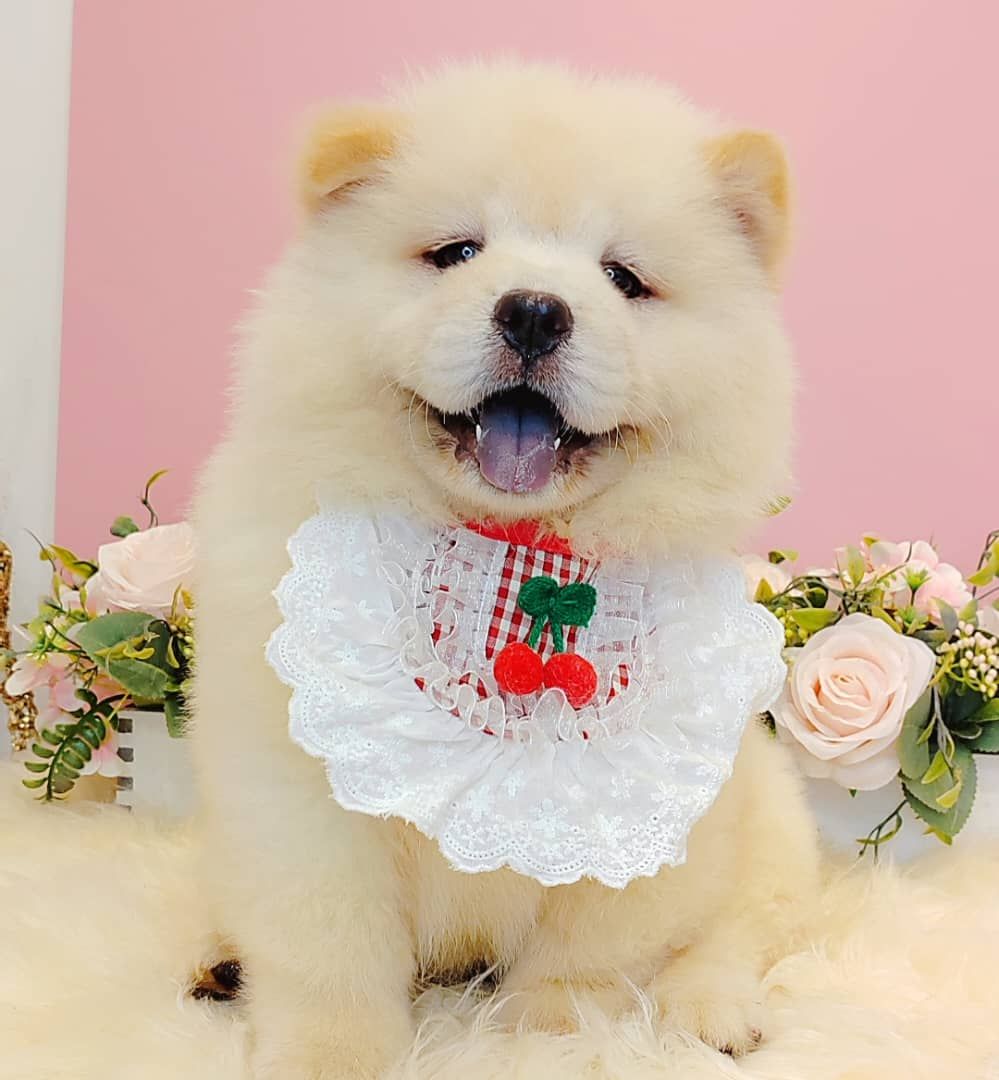 Chow Chow 松狮犬