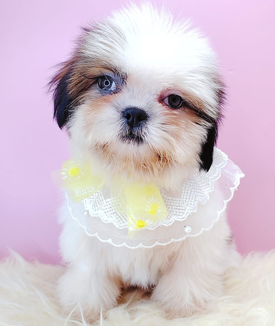 Shih Tzu 西施