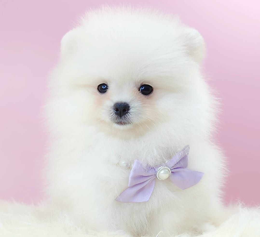 Pomeranian 博美