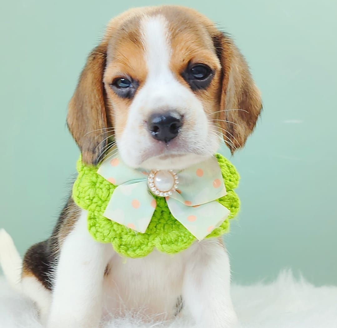 Beagle 米格鲁