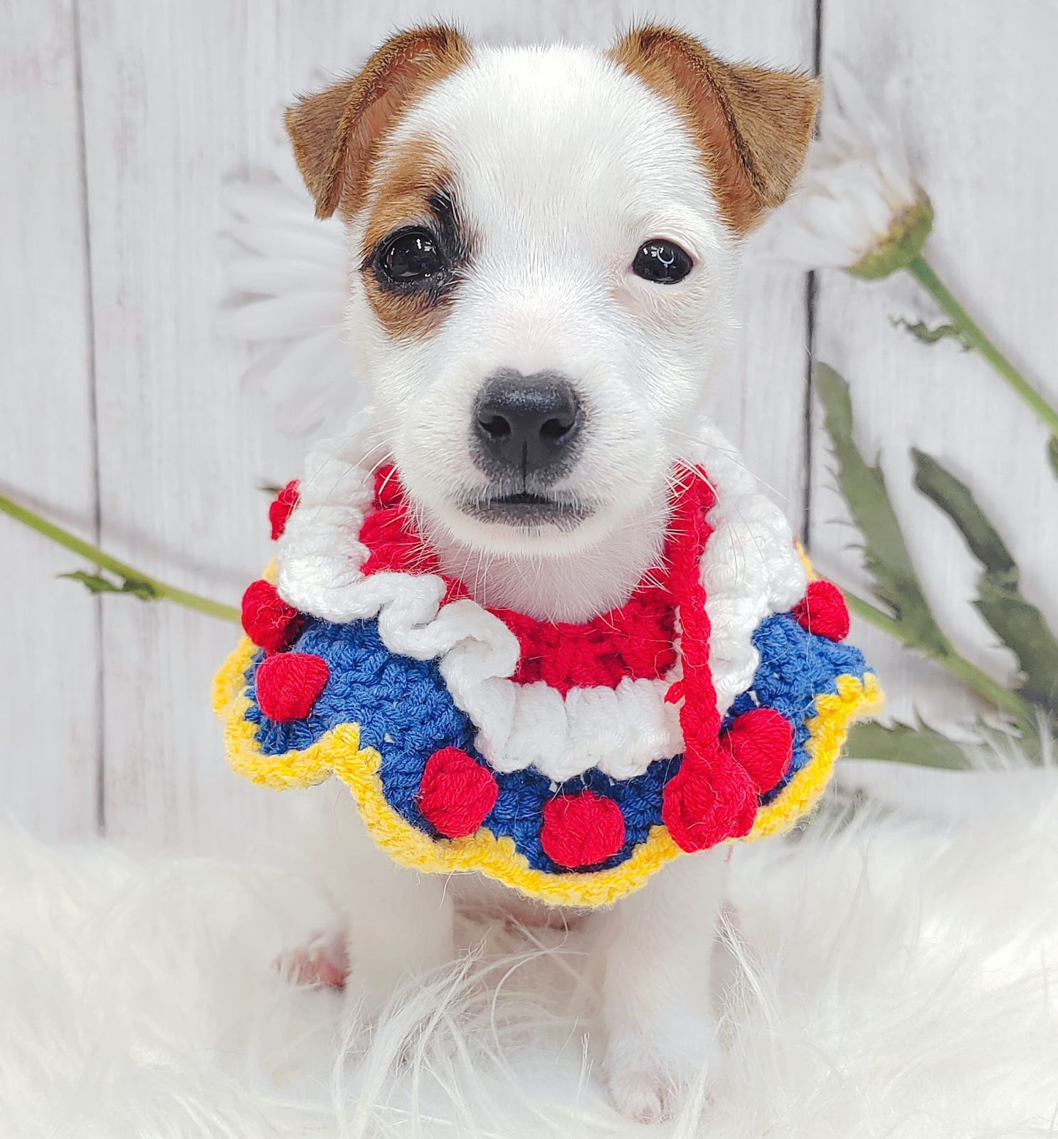 Jack Russell Terrier 杰克罗素梗