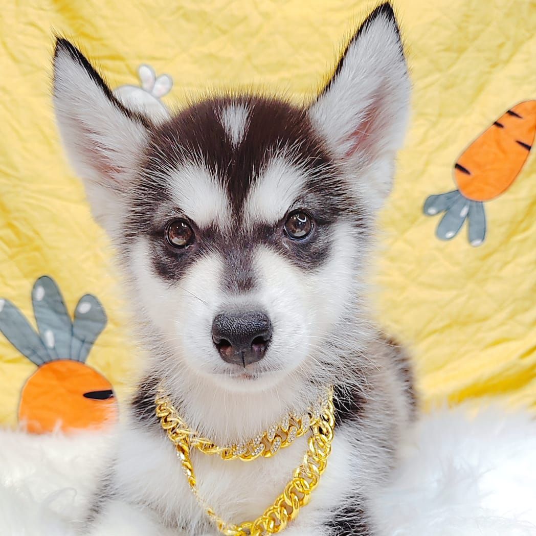 Alaskan Husky 阿拉斯加哈士奇