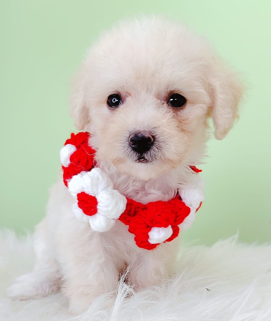 Poodle 璐靛娉拌开