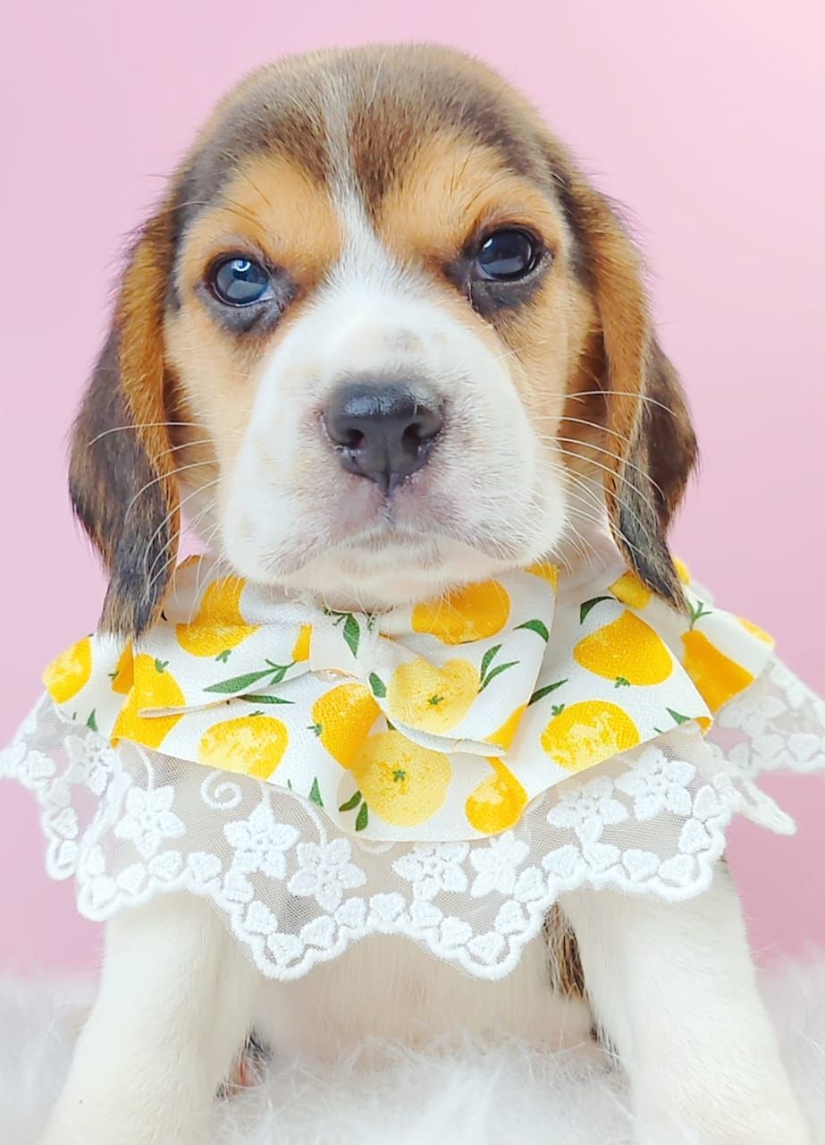 Beagle 米格鲁