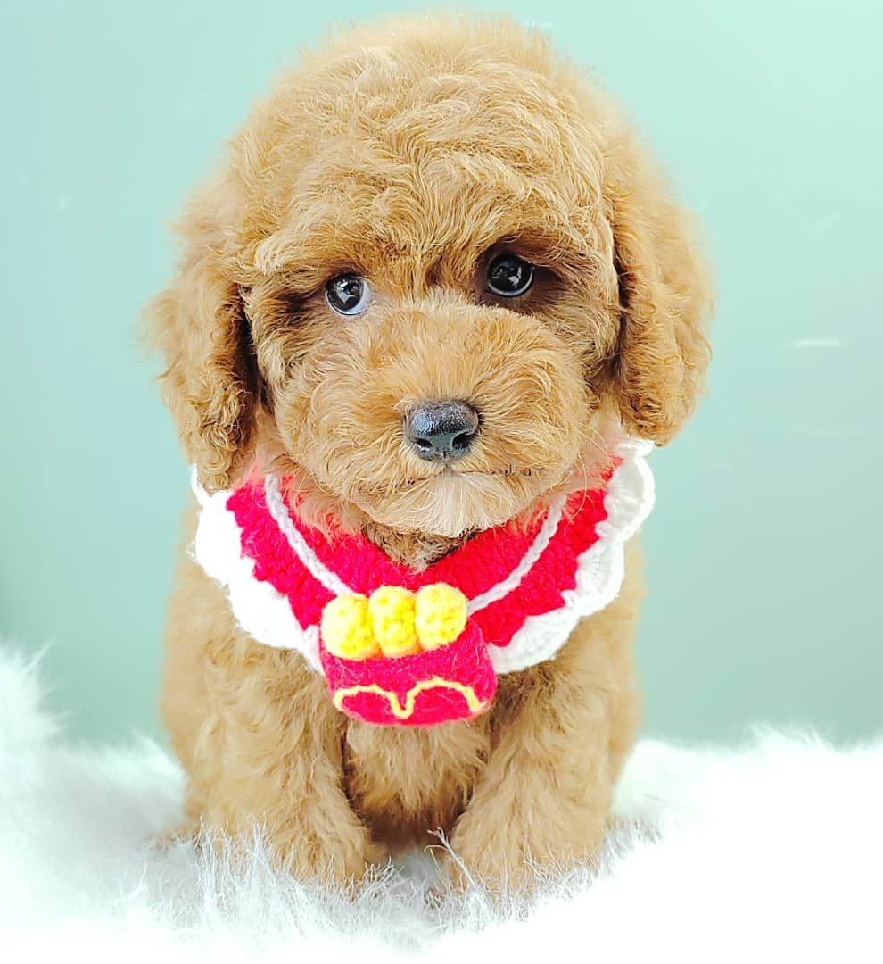 Poodle 娉拌开璐靛