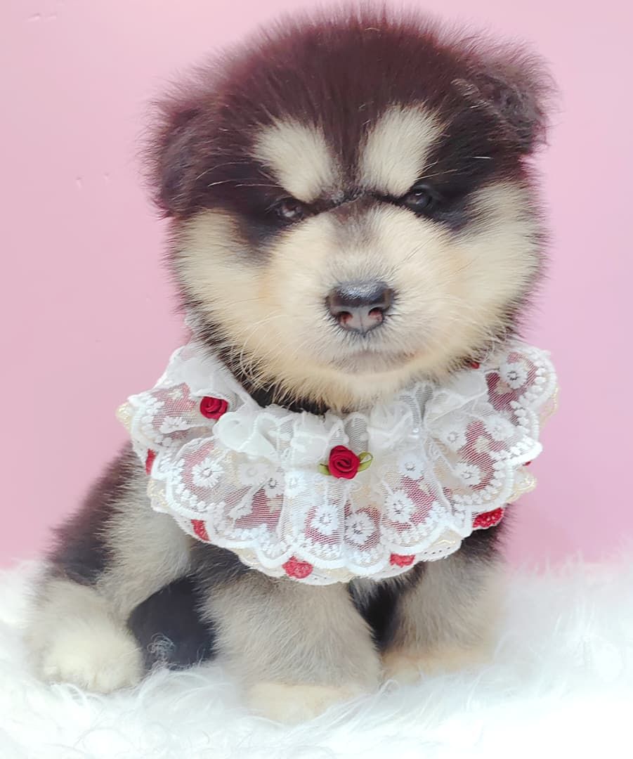Alaskan Malamute 长毛哈士奇加阿拉斯加