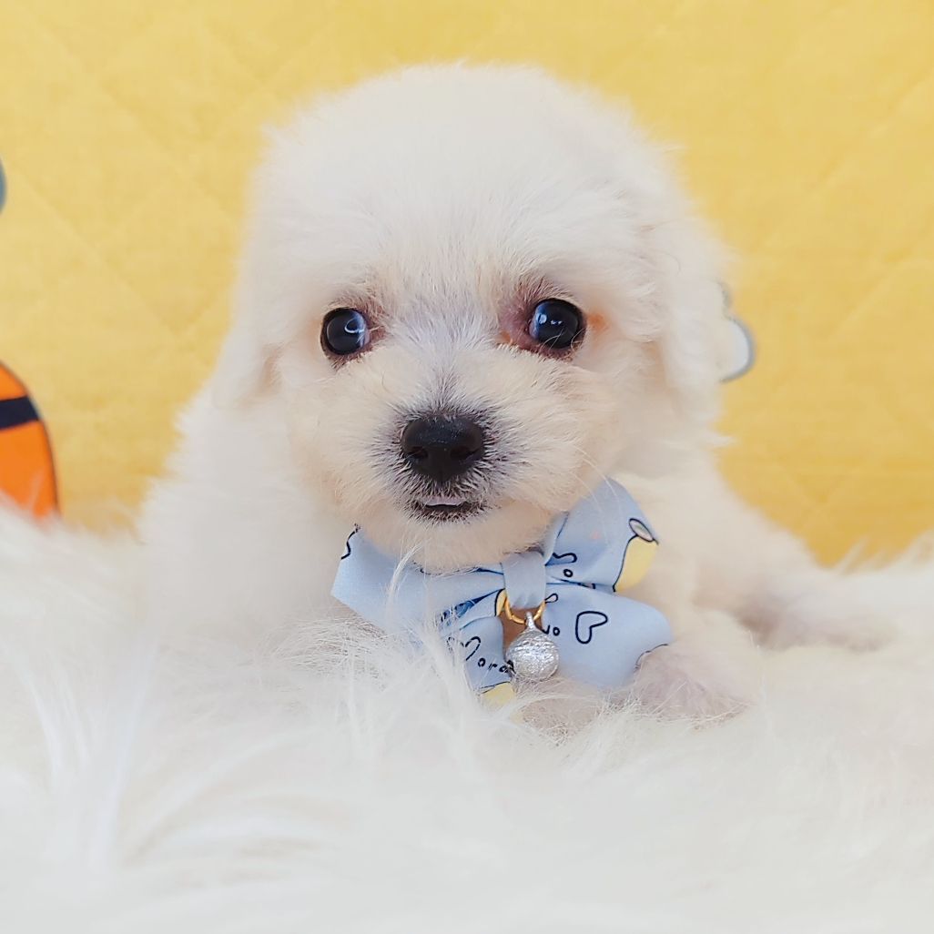 Bichon Frise 比熊