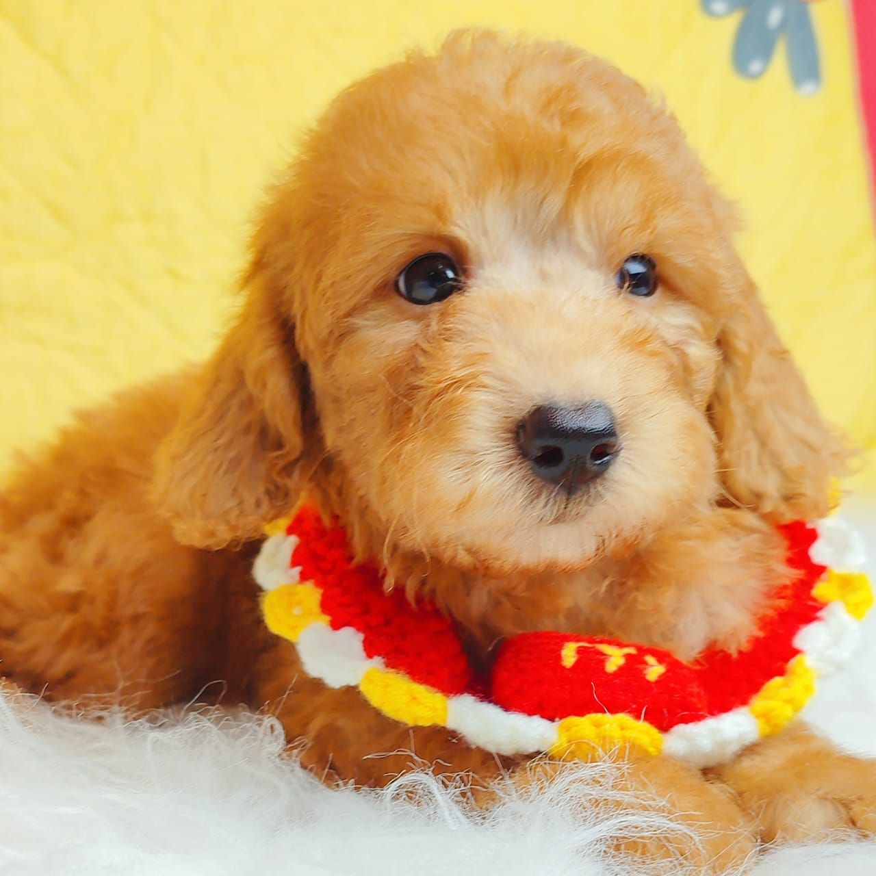 Poodle 娉拌开璐靛