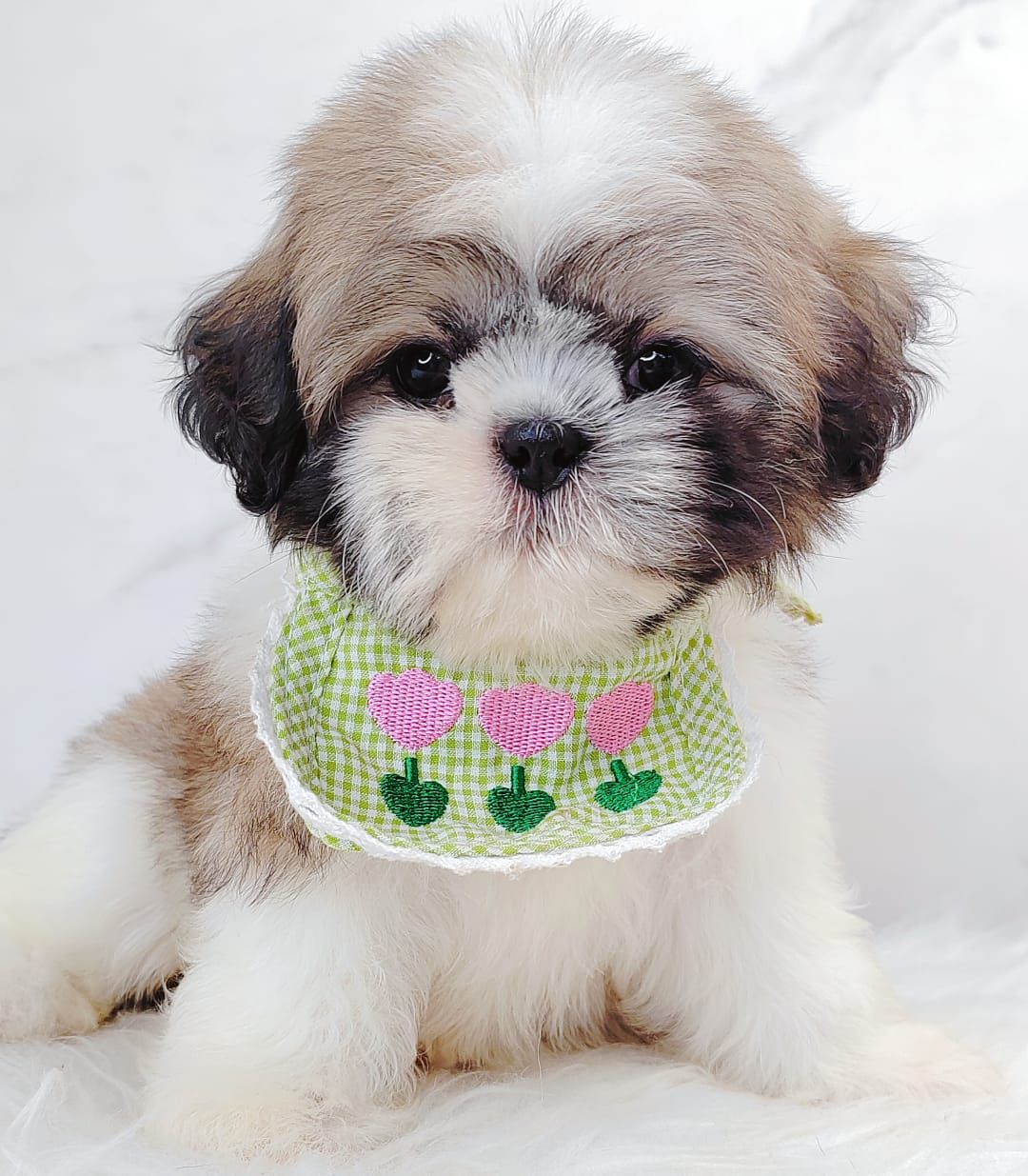 Shih Tzu 西施