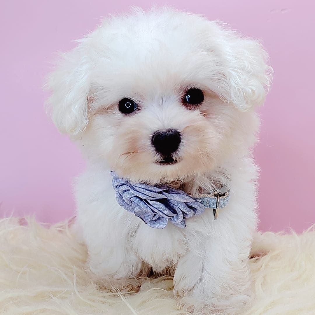  Bichon Frise 比熊