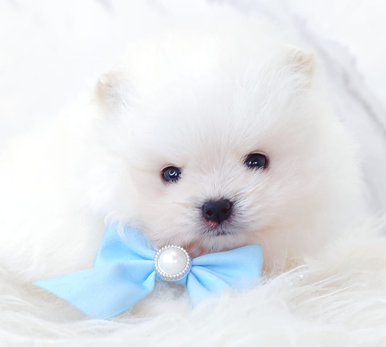 Pomeranian 博美