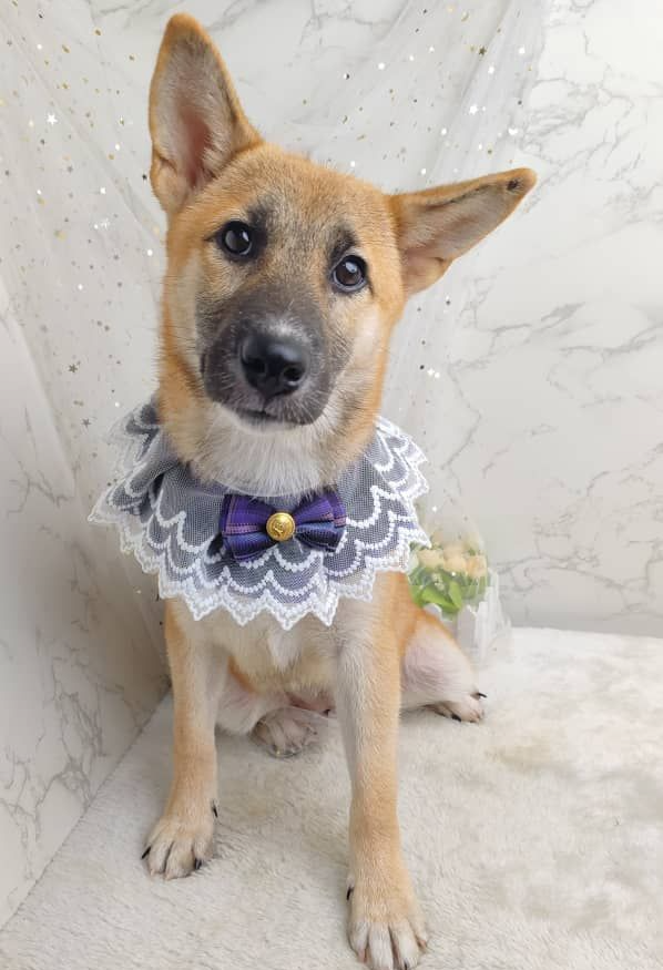 Shiba Inu 柴犬