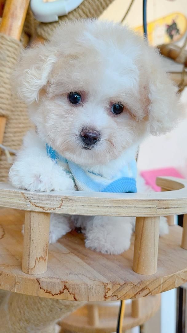 Poodle 娉拌开璐靛