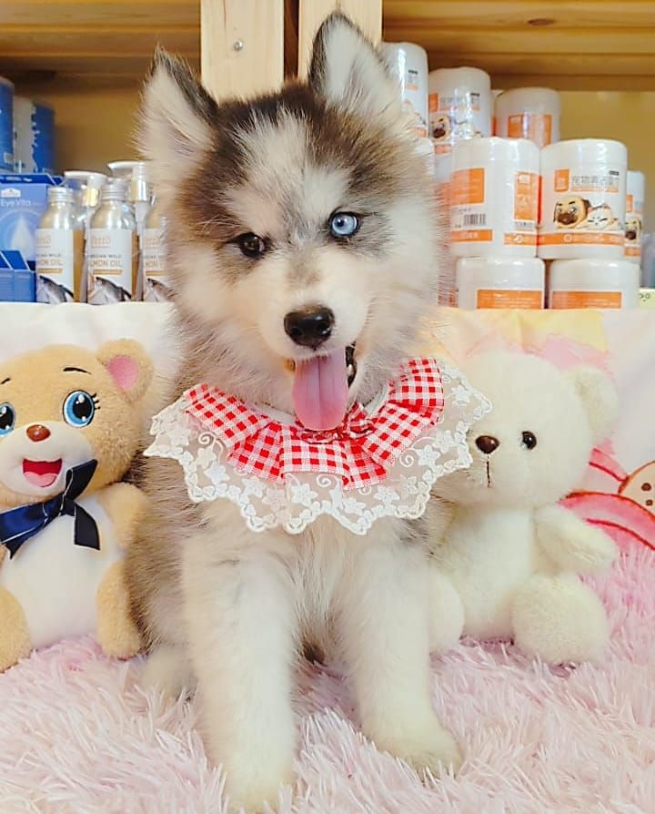 Wooly Husky 哈士奇
