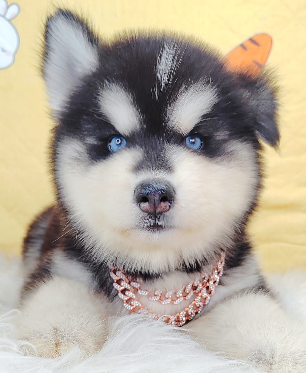 Wooly Alaskan 长毛哈士奇