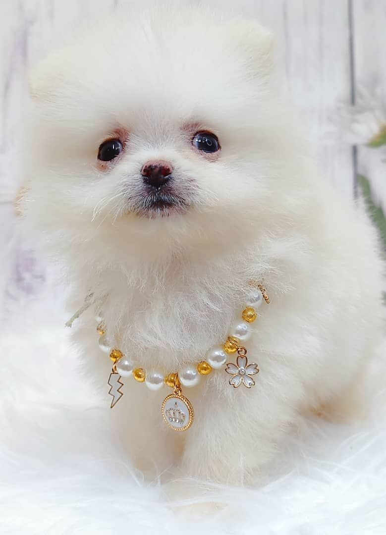 Pomeranian 博美