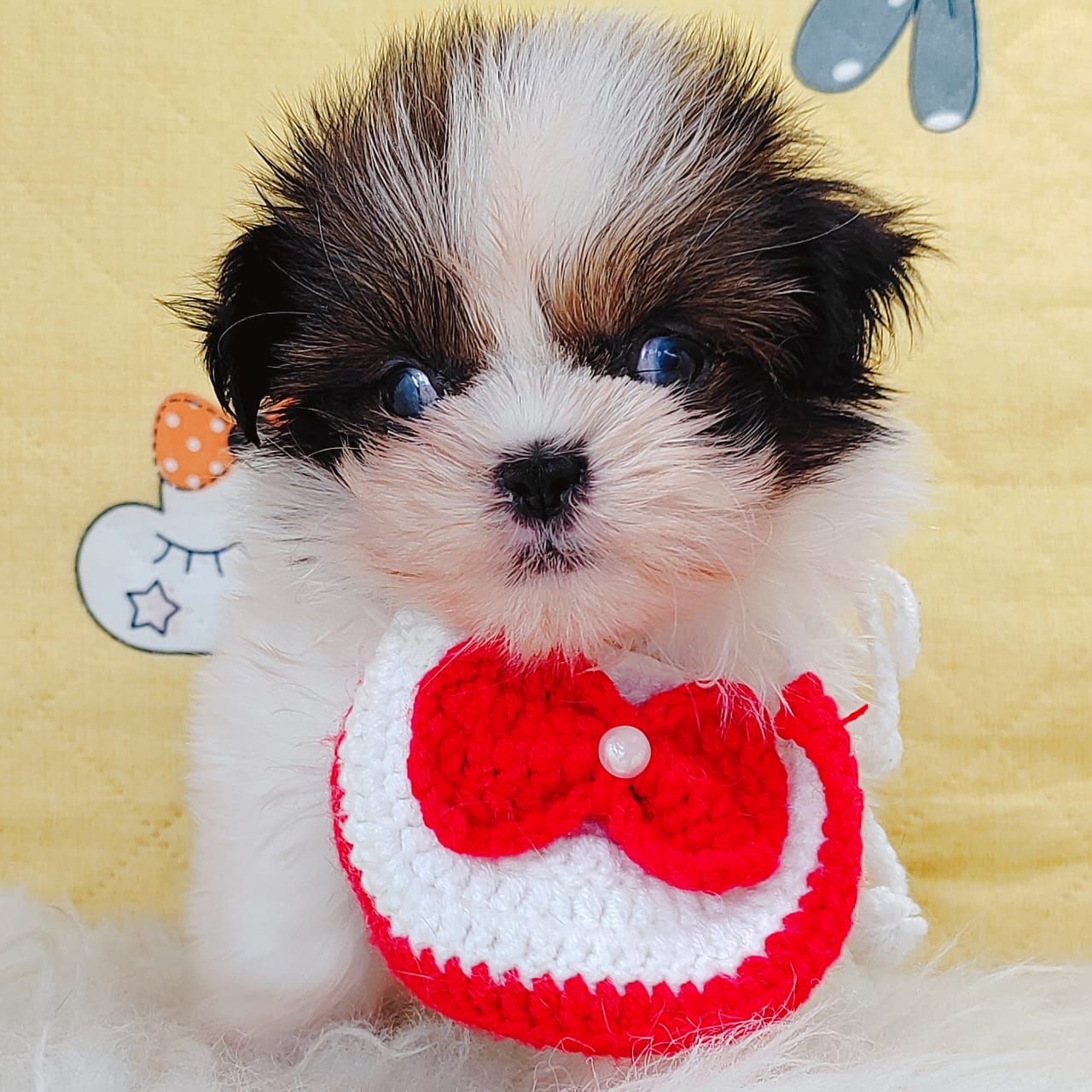 Shih Tzu 西施
