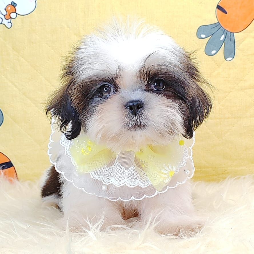 Shih Tzu 西施