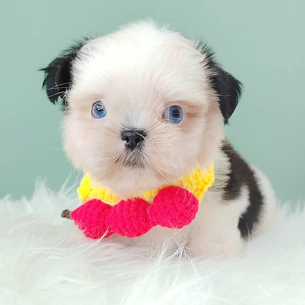 Shih Tzu 西施