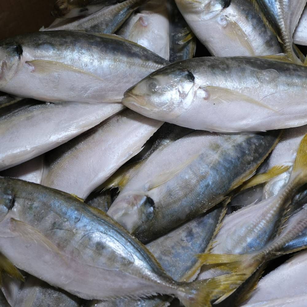 Frozen Ikan Selar