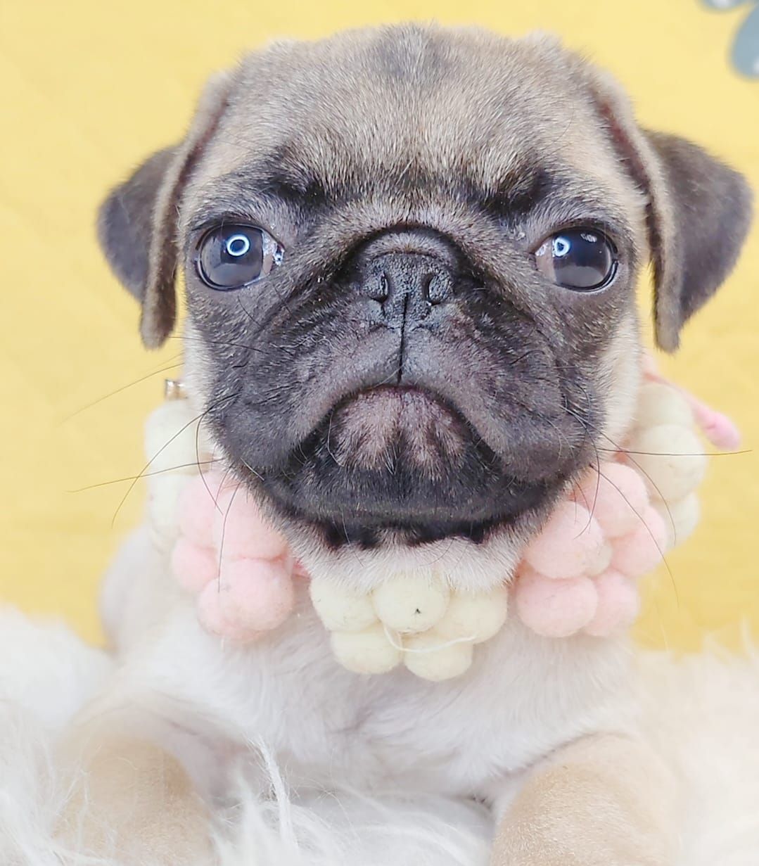 Pug 巴哥