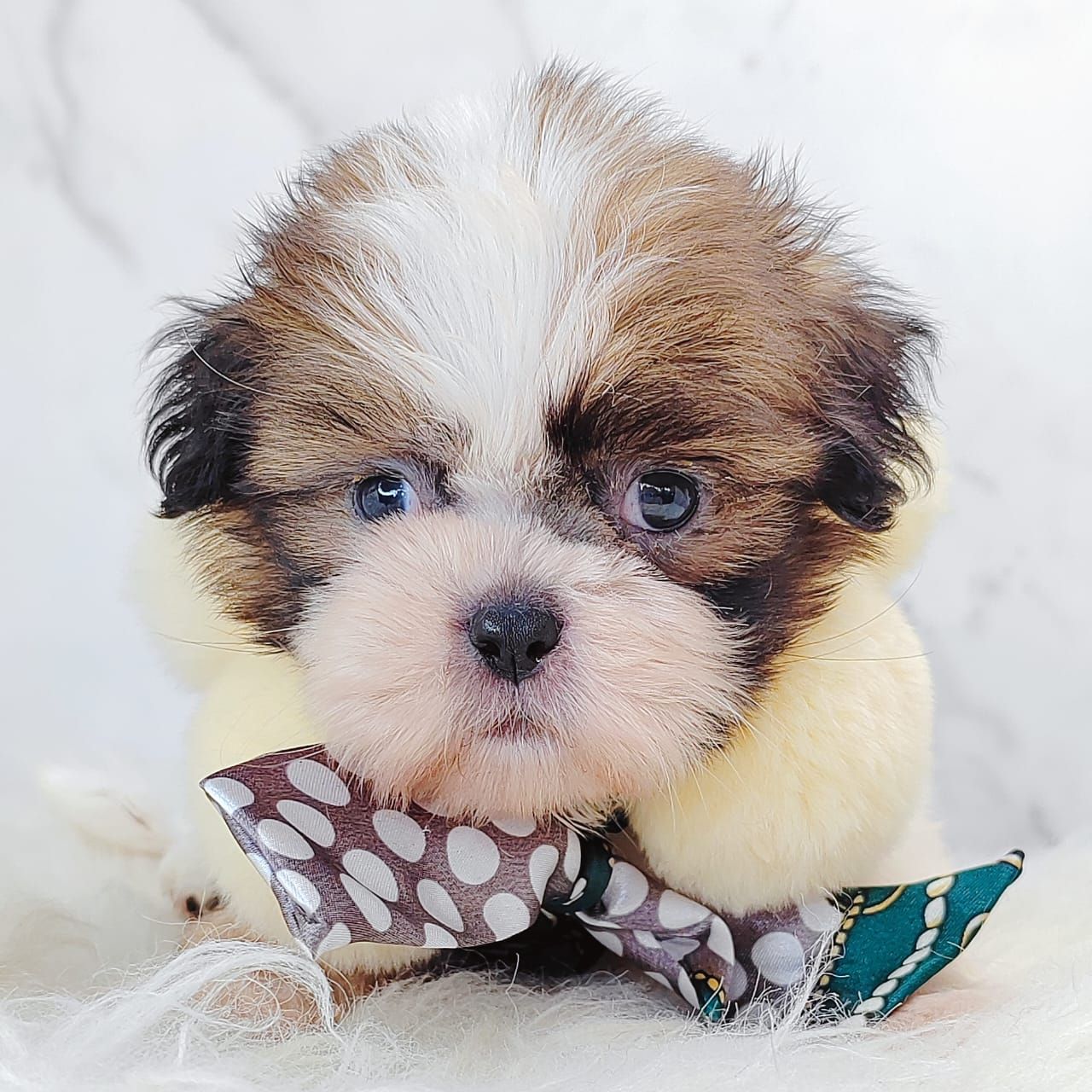 Shih Tzu 西施