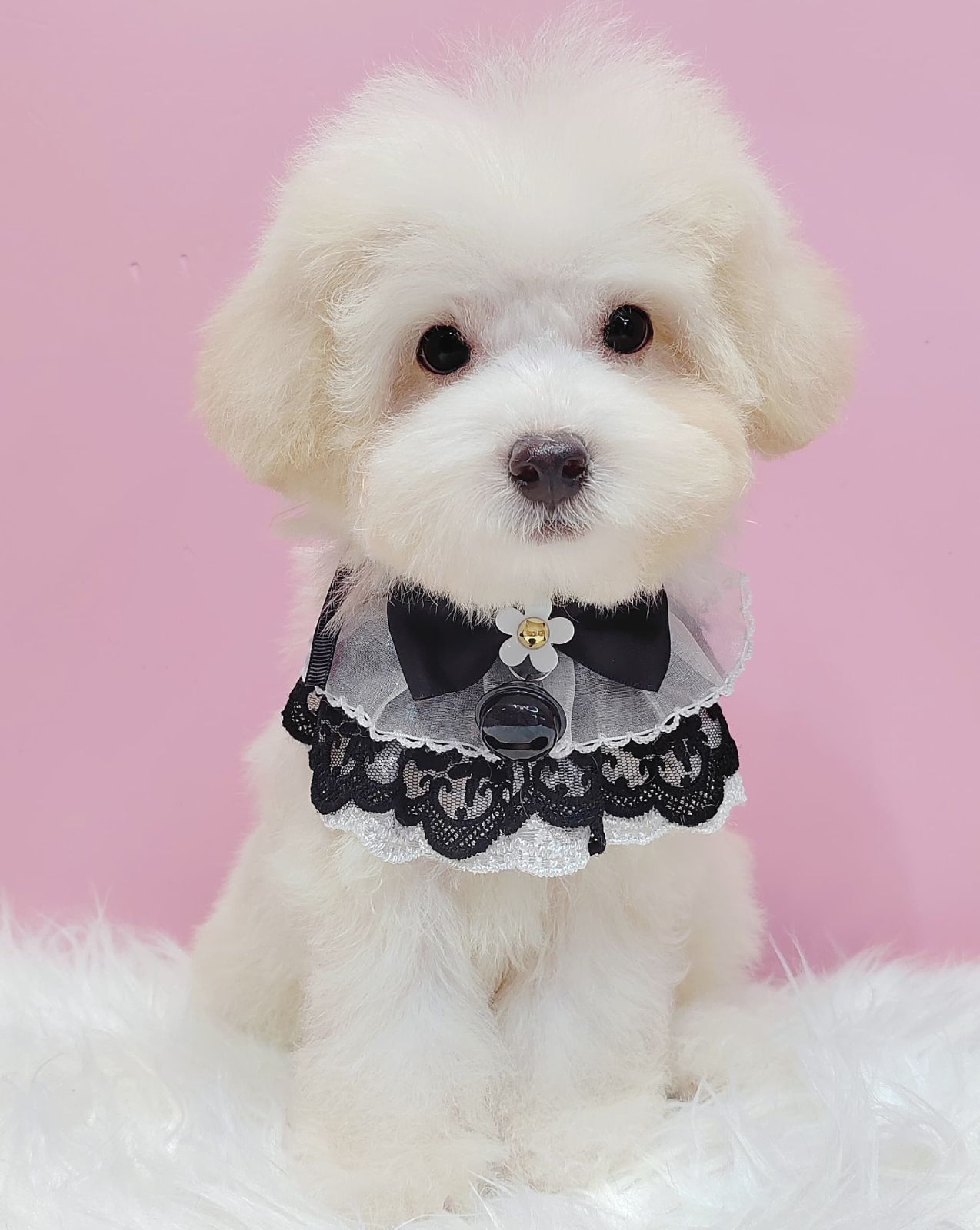 Maltipoo 马尔泰迪