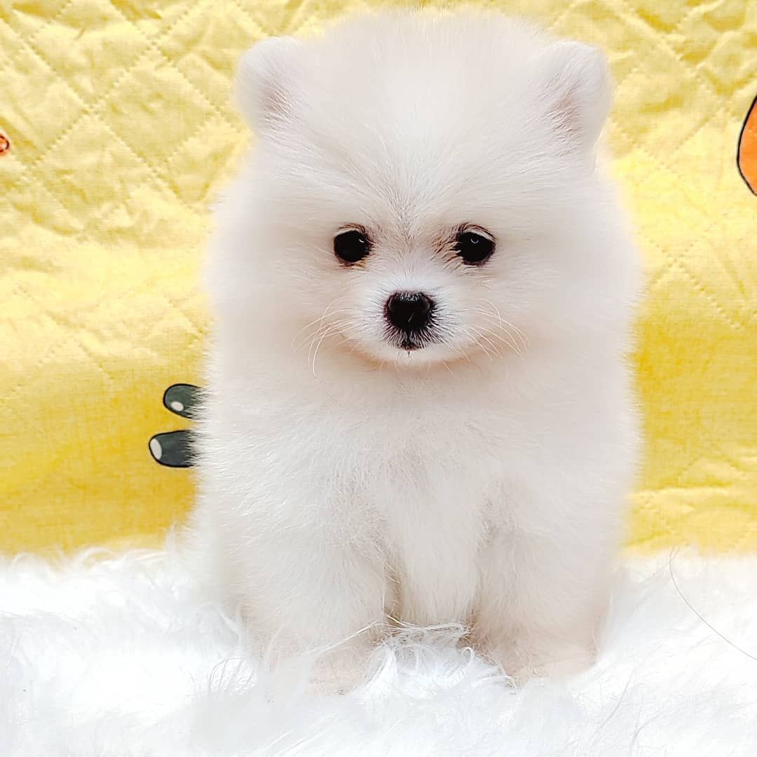 Pomeranian 博美