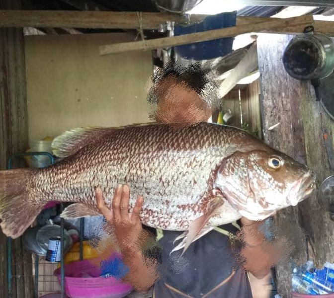 (WILD-SEA) Green Grouper 野生青曹鱼